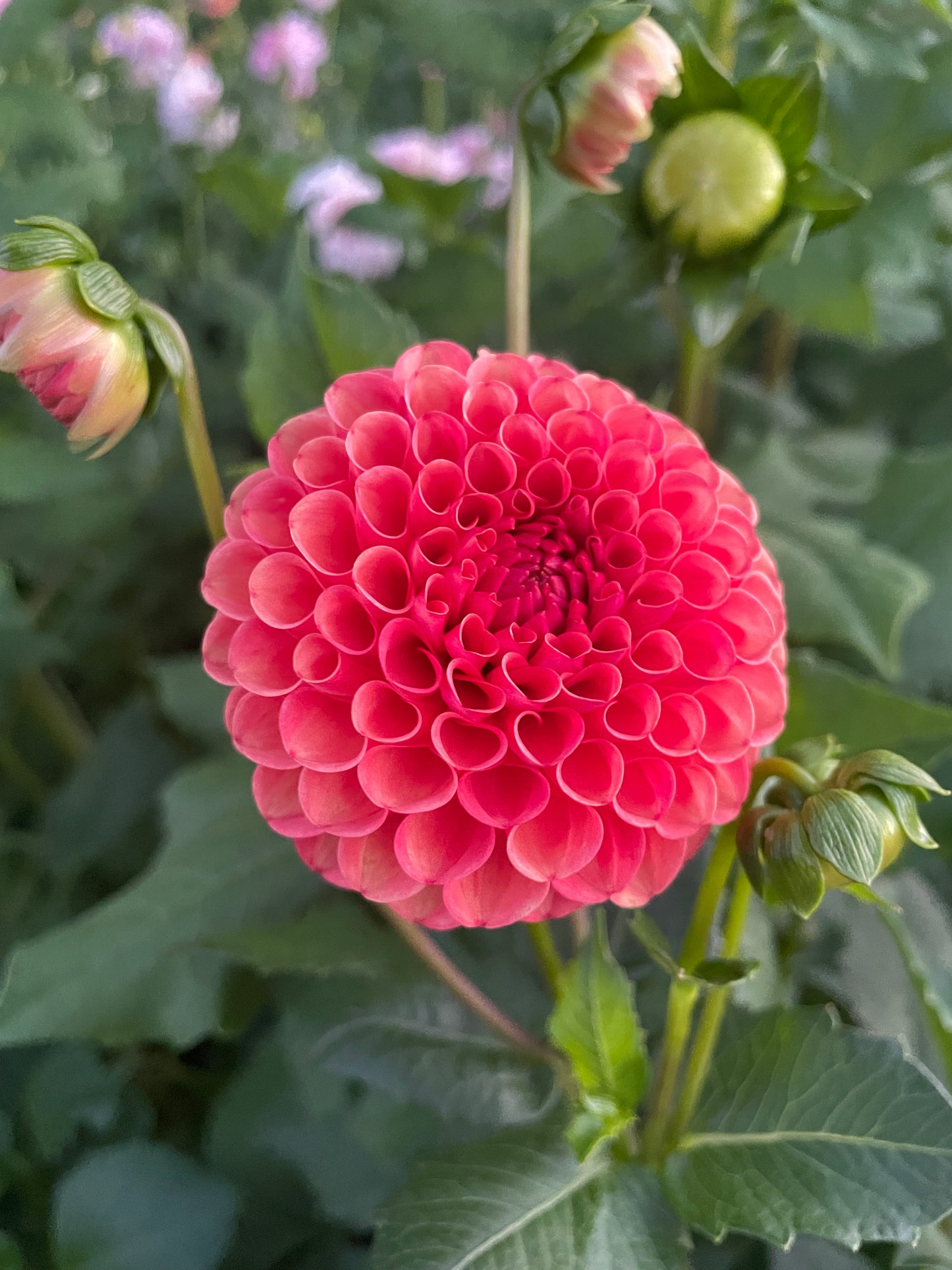 Valley Rust Bucket Dahlia Tuber