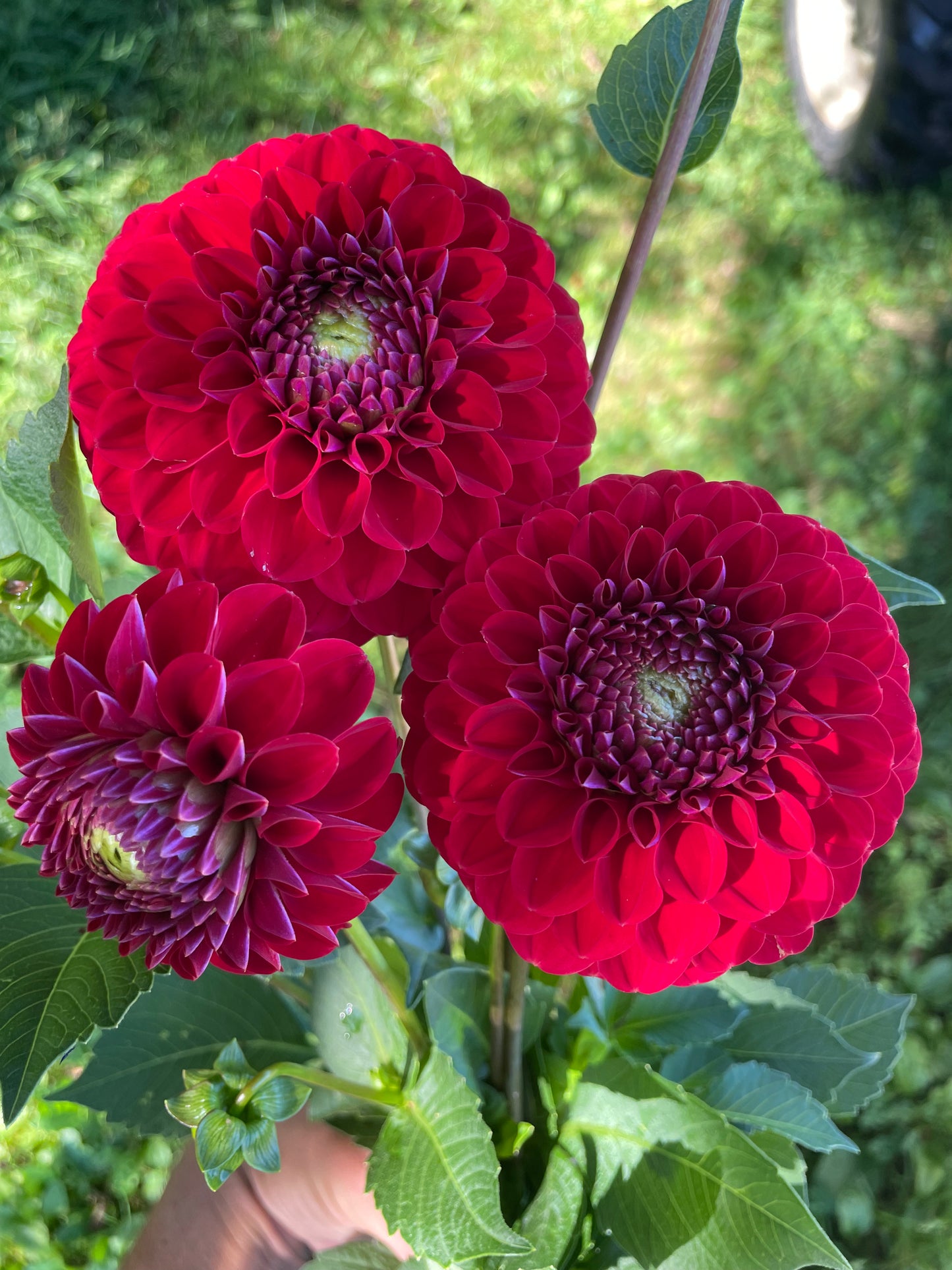 Florelie Vendetta Dahlia Tuber