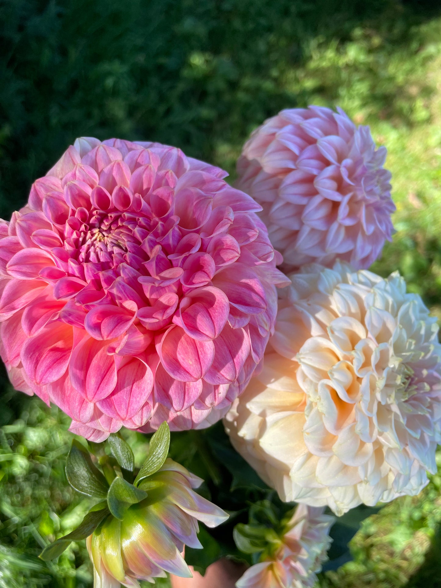 Bracken Sonya Louise Dahlia Tuber