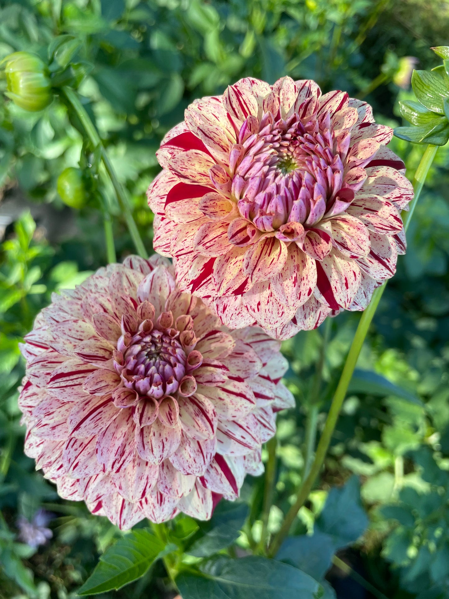 Florelie Honey Red Dahlia Tuber
