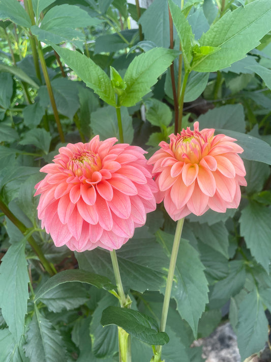 KA's® Guava Dahlia Tuber