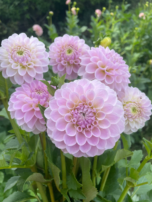 RM Hannah Jo Dahlia Tuber