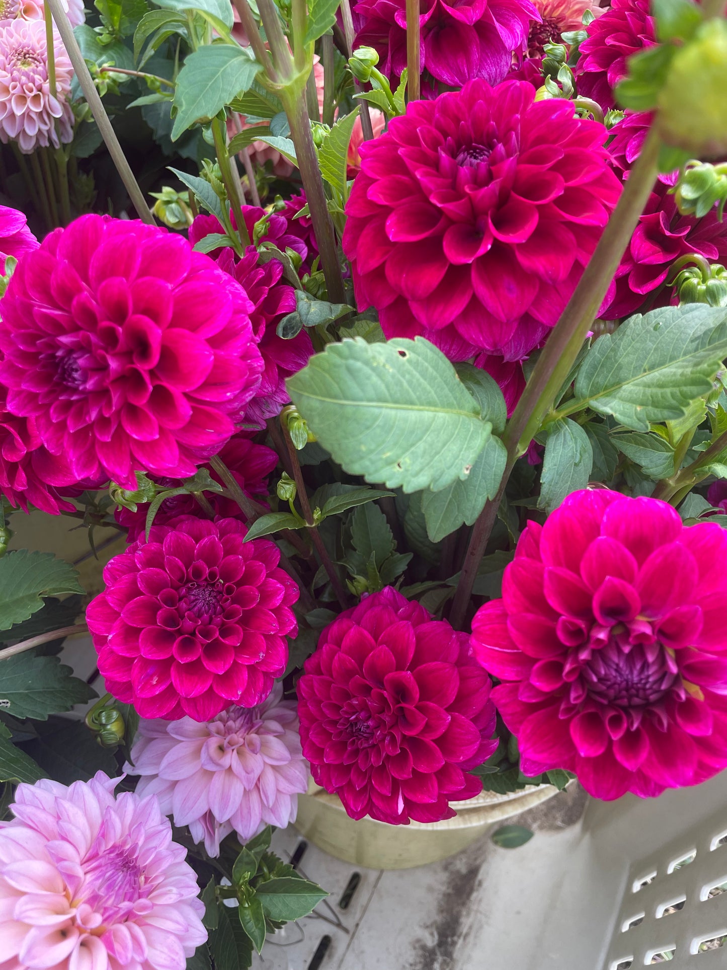 RM Berry Bliss Dahlia Tuber