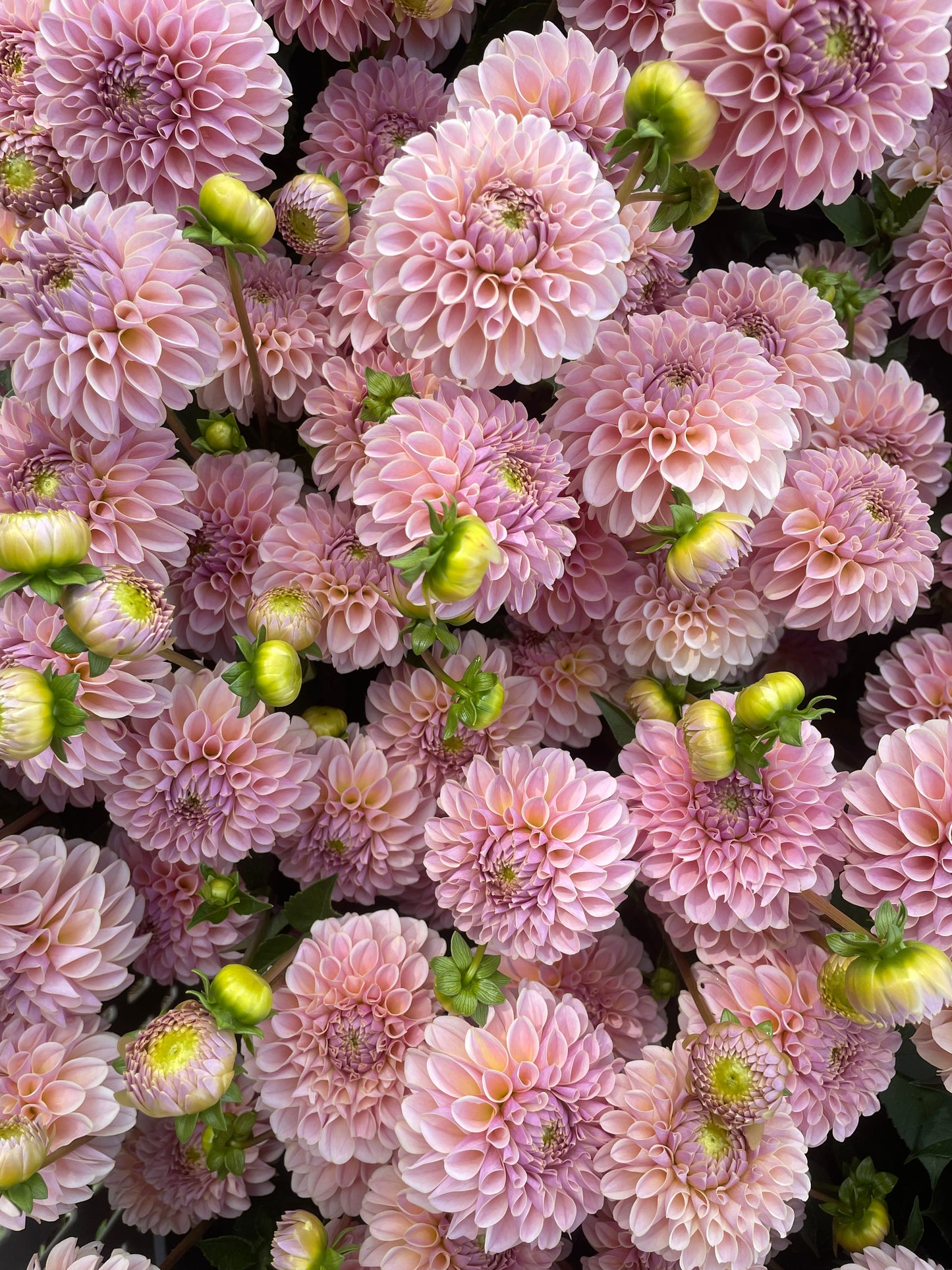 KA's® Cinder Rose Dahlia Tuber