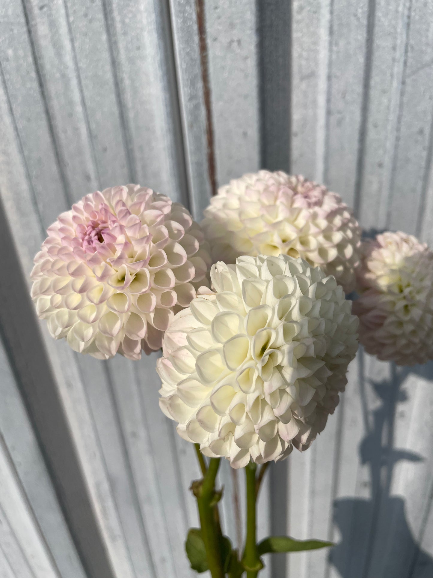 Small World Dahlia Tuber