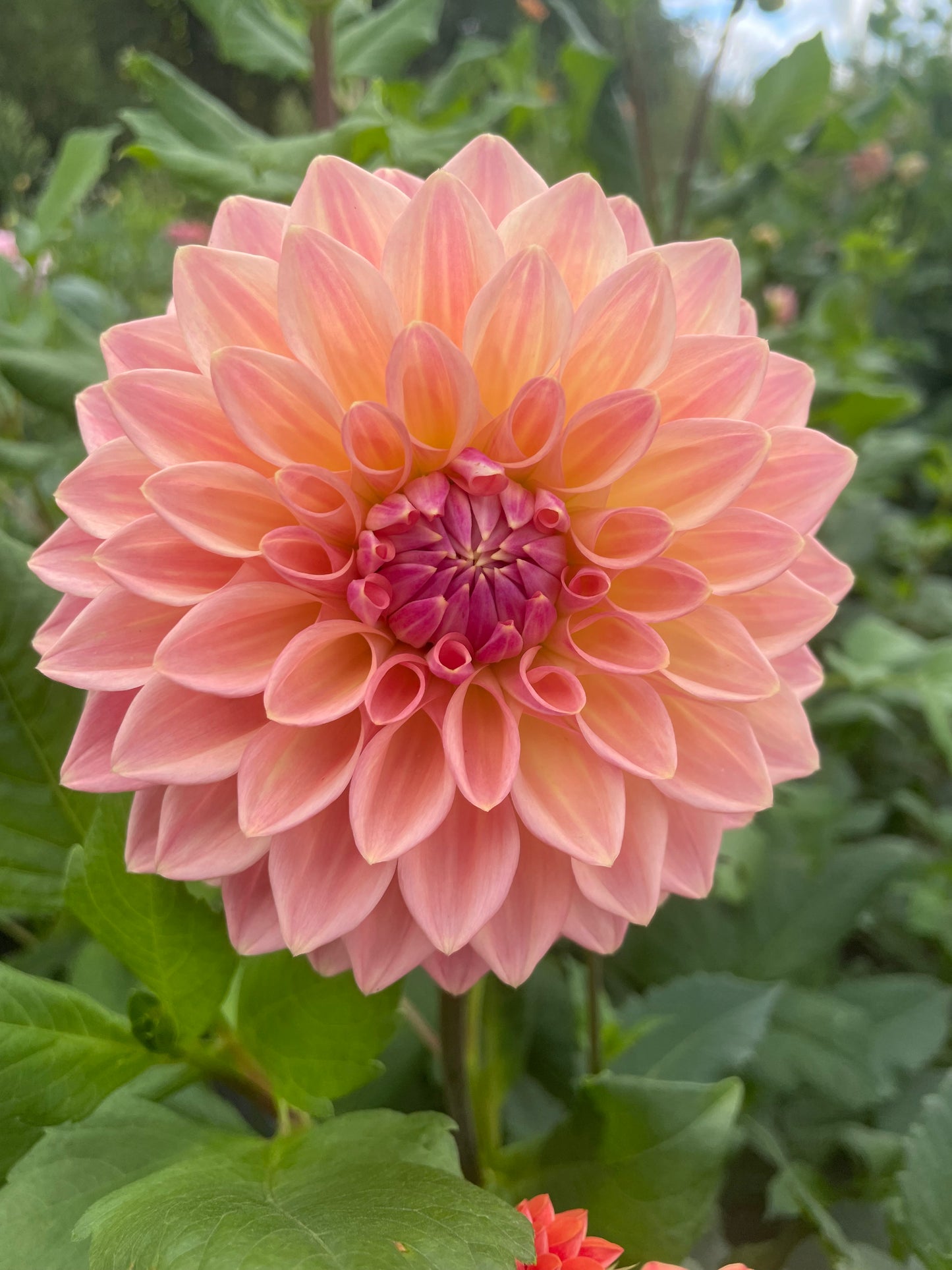 Bloomquist Alan Dahlia Tuber