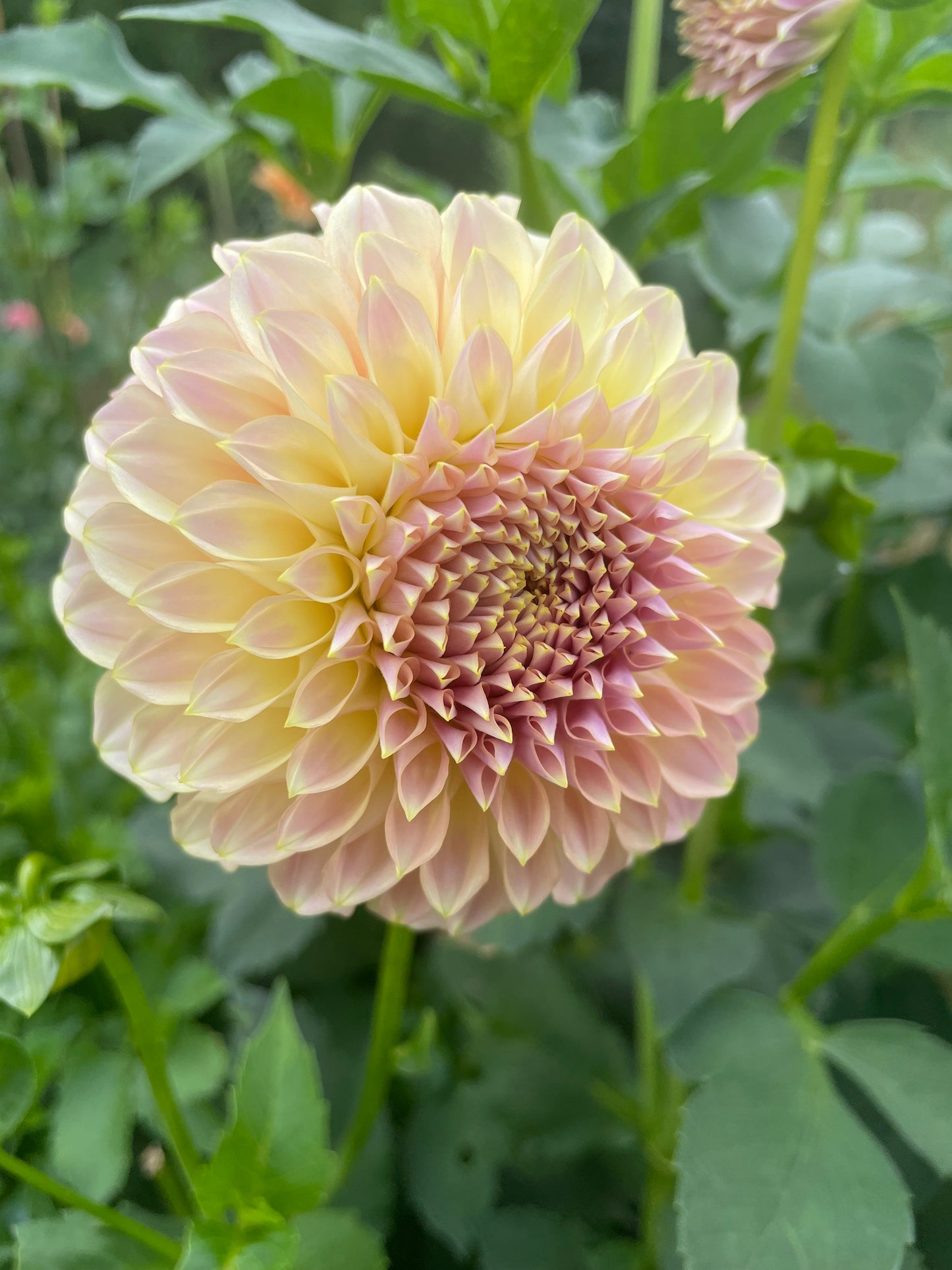 Coorabell Moonglow Dahlia Tuber