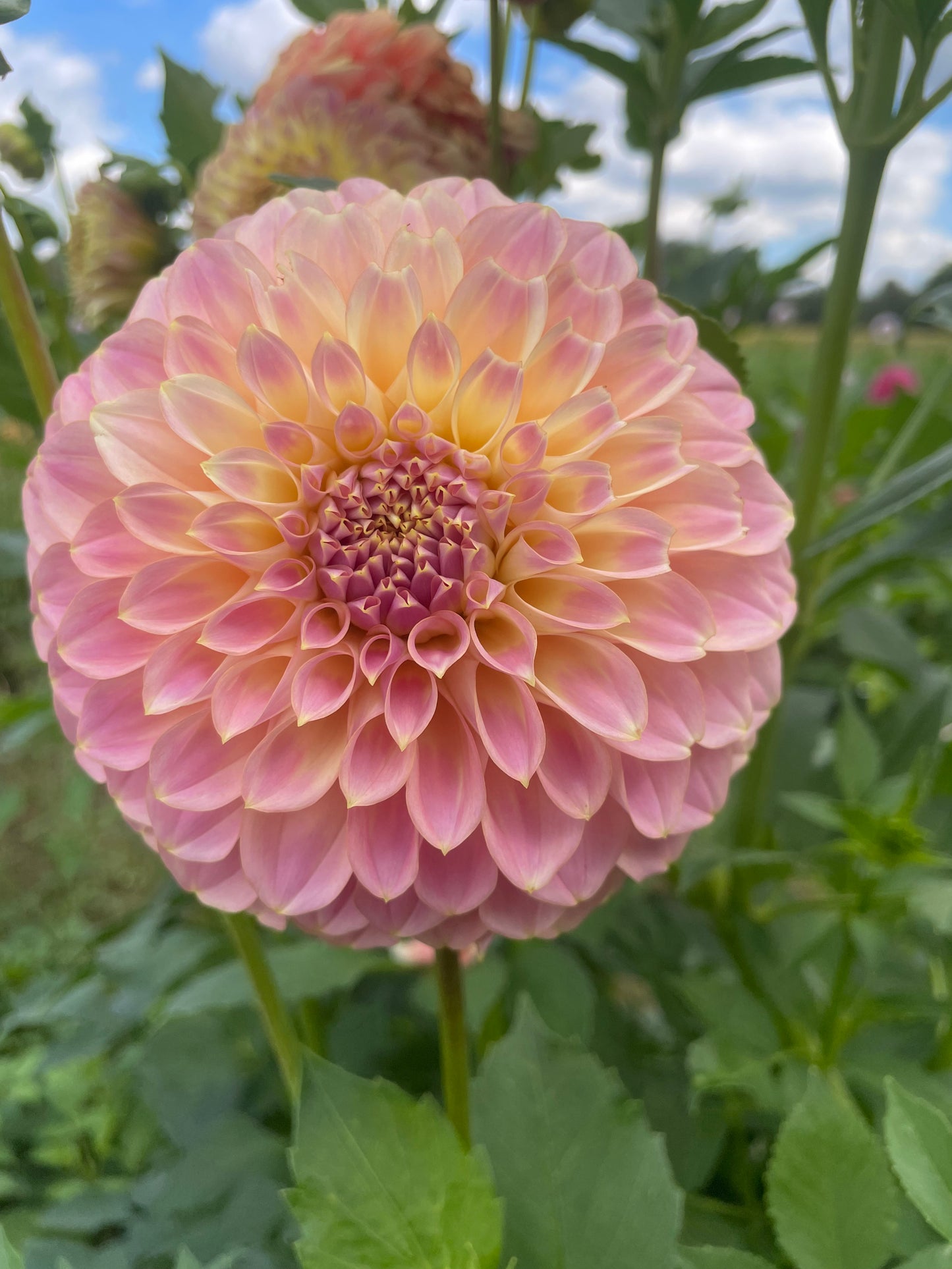 Coorabell Moonglow Dahlia Tuber