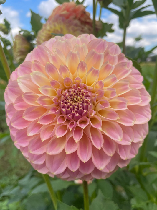 Coorabell Moonglow Dahlia Tuber