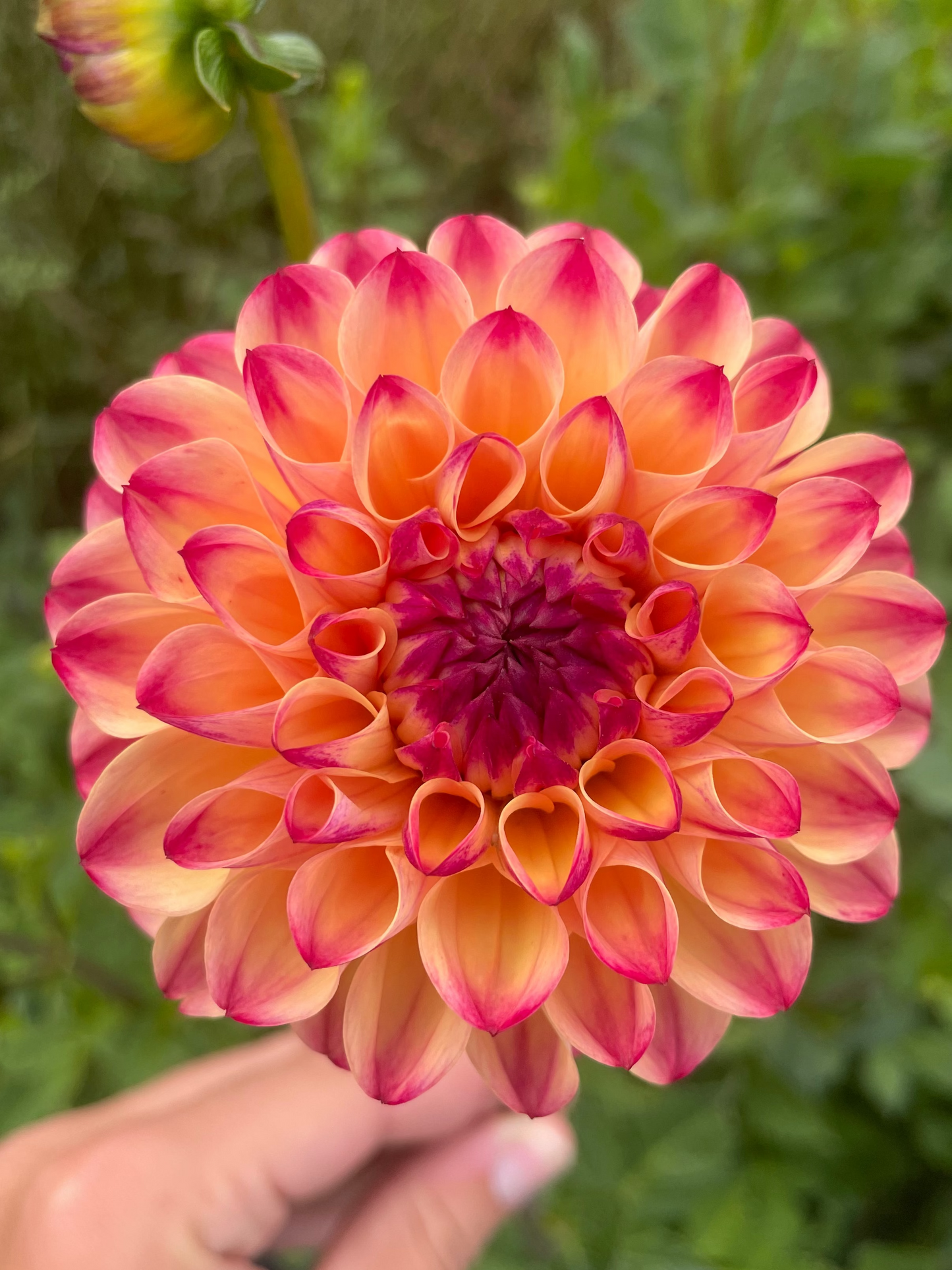 Skeena Ruby Duby Dahlia Tuber