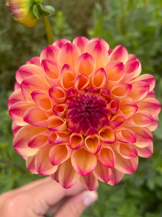 Skeena Ruby Duby Dahlia Tuber