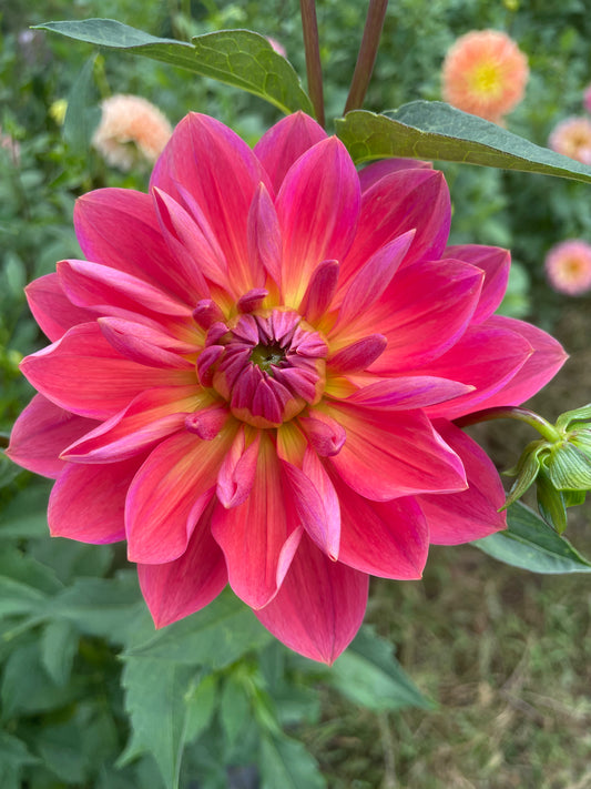 Hollyhill Daydream Dahlia Tuber