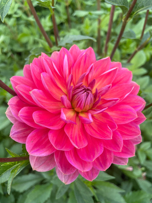 Hollyhill Daydream Dahlia Tuber