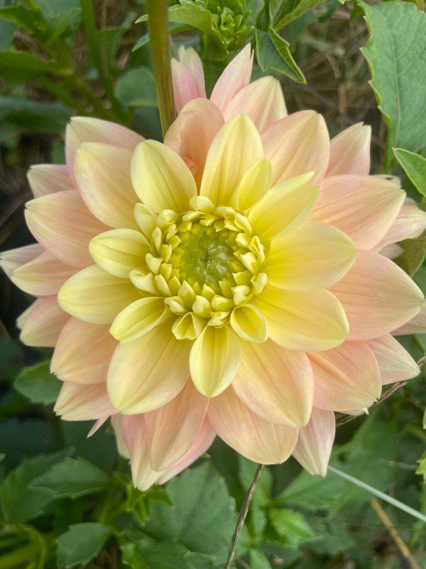 Misty Imagination Dahlia Tuber