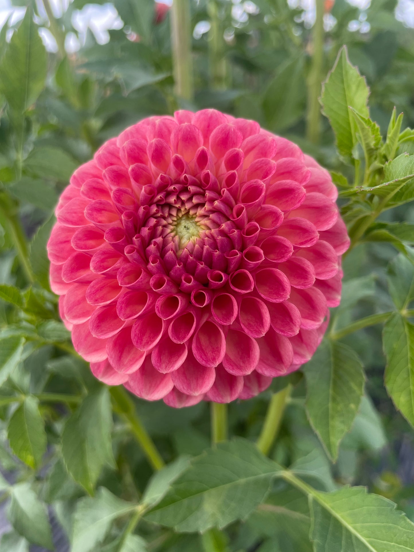 Snoho Doris Dahlia tuber