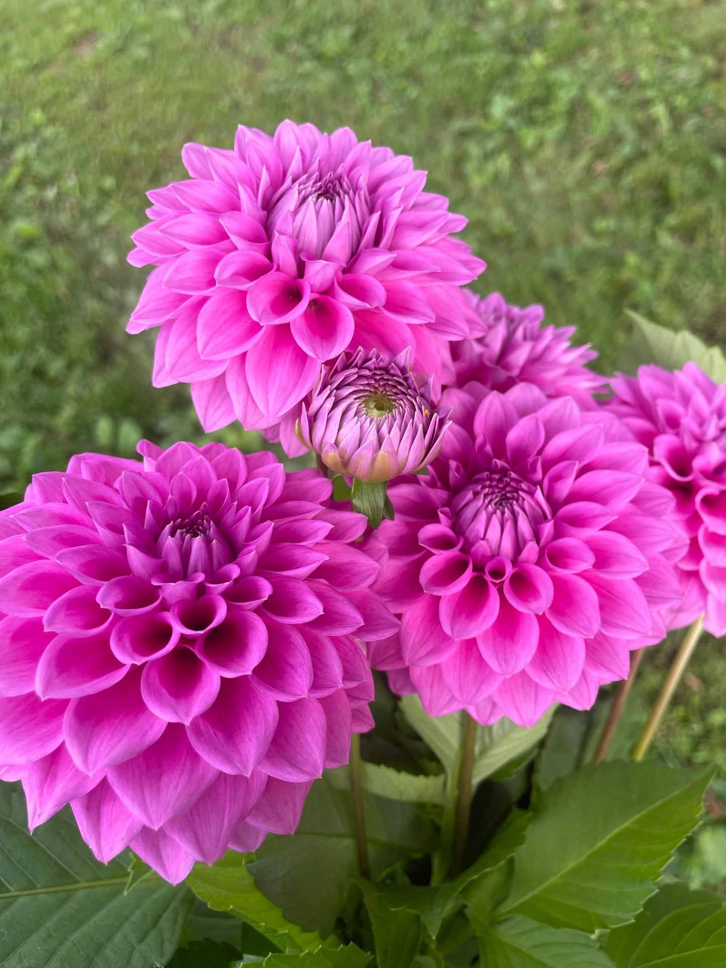 Winkie Wisteria Dahlia Tuber