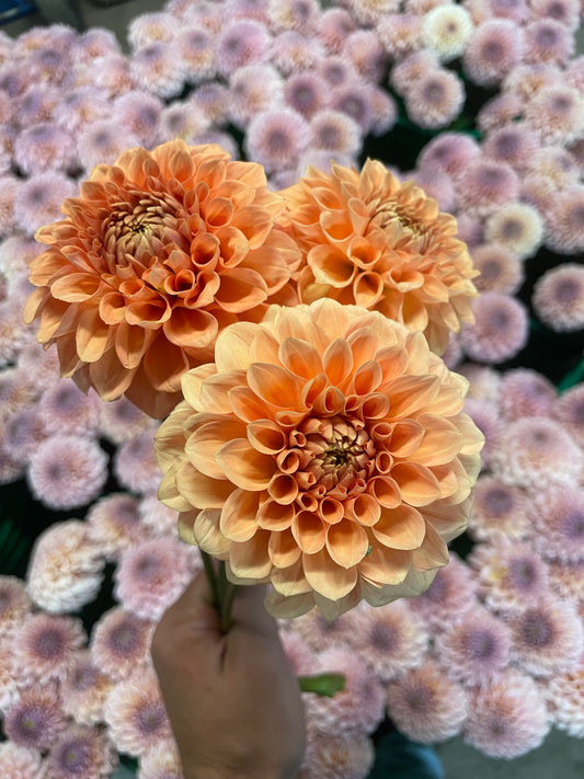 Florelie Nectar Dahlia Tuber