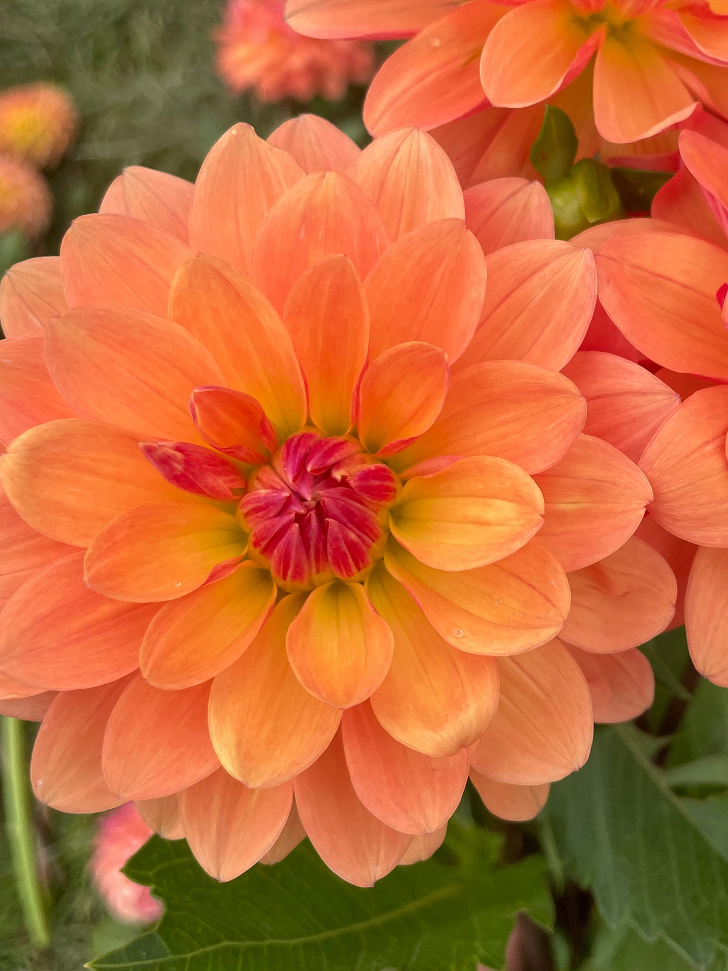 WD Millie. Dahlia Tuber