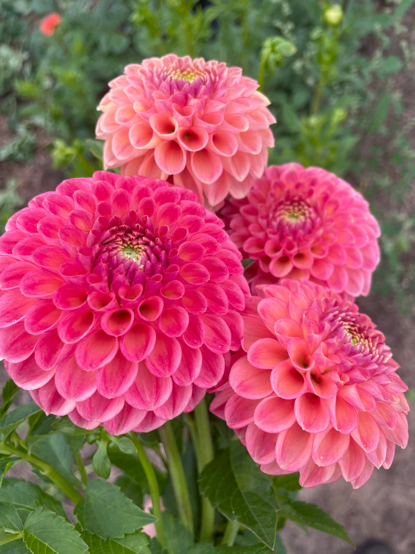 Snoho Doris Dahlia tuber