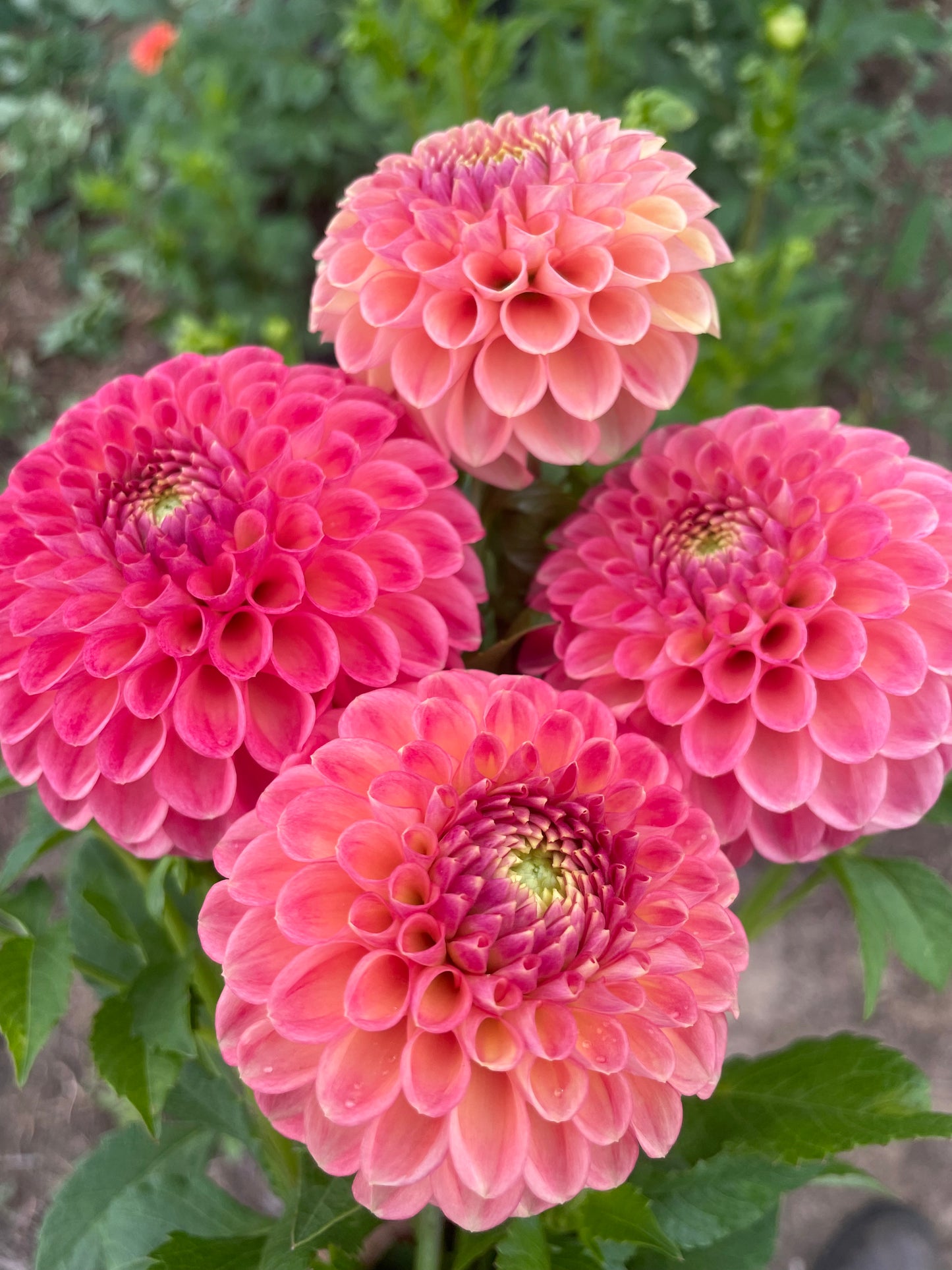 Snoho Doris Dahlia tuber