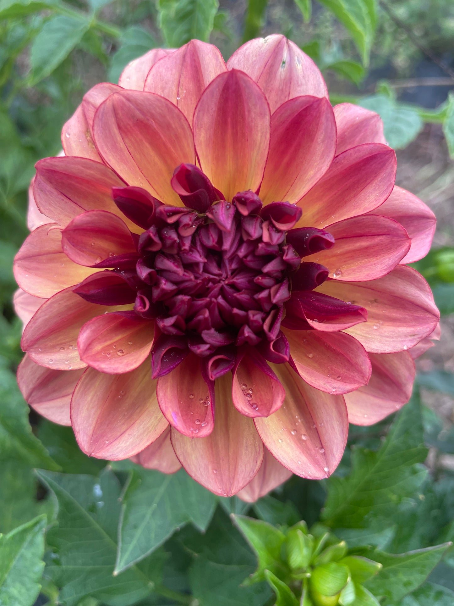 Crème de Cognac Dahlia Tuber