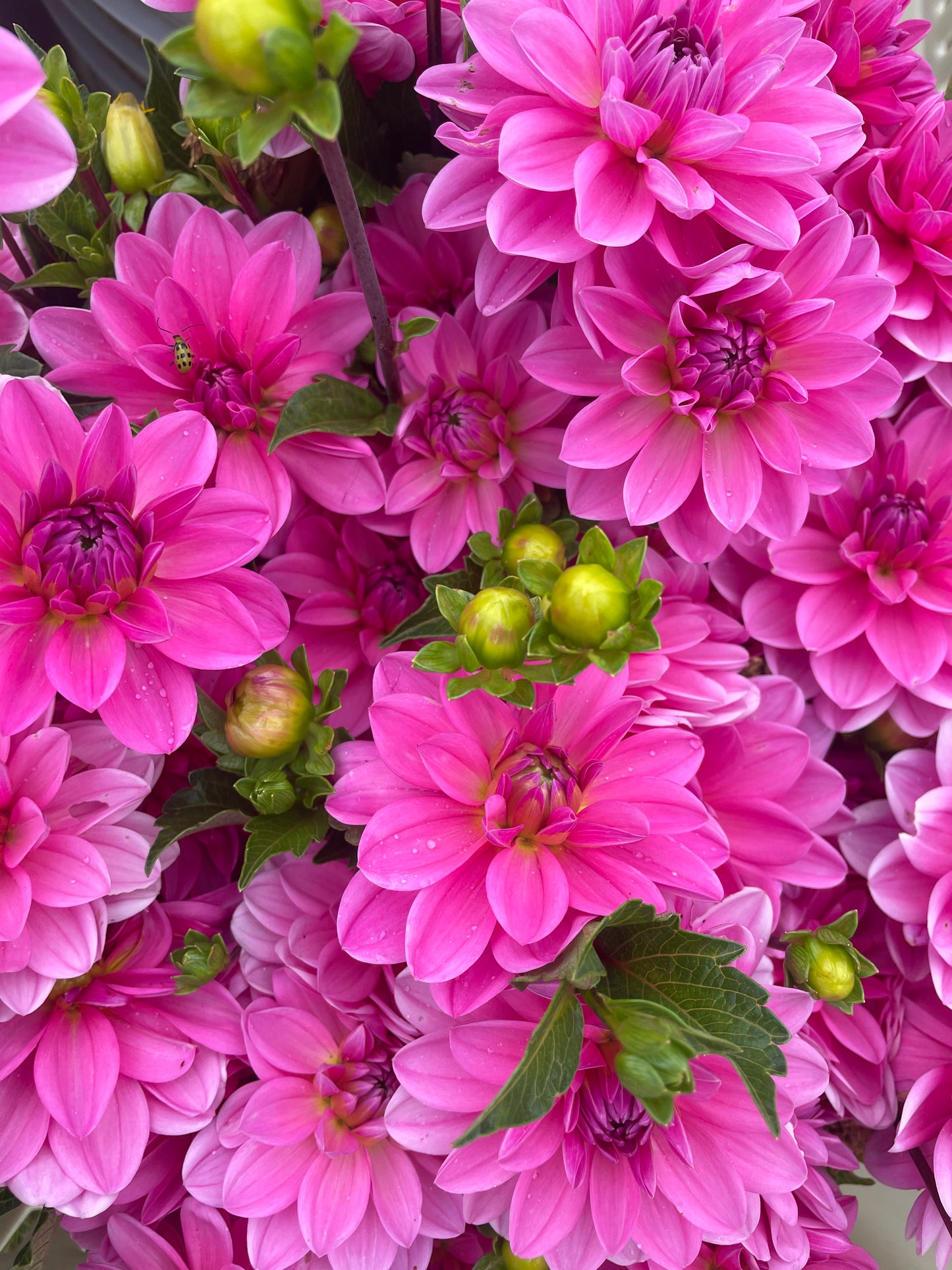 Pink Onesta Dahlia Tuber