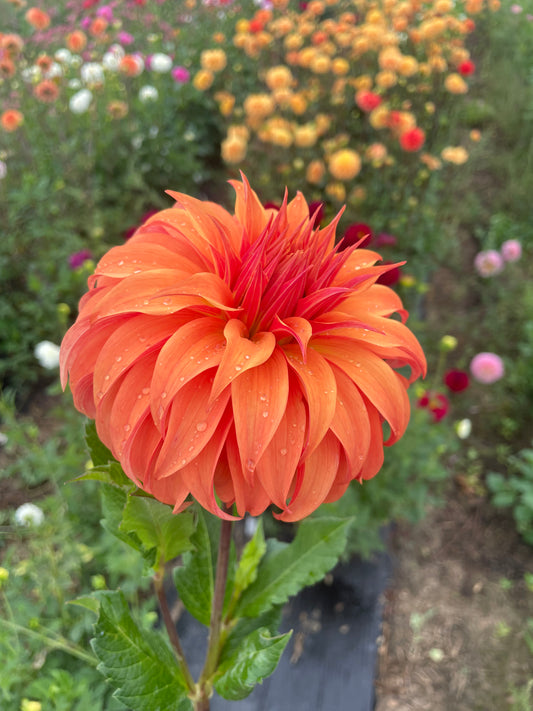 Bloomquist Jean Dahlia Tuber