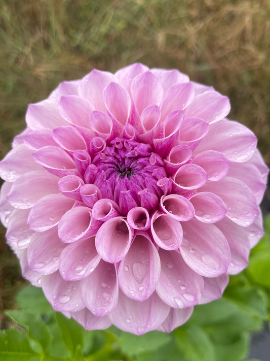 Jeff Bloom Dahlia Tuber
