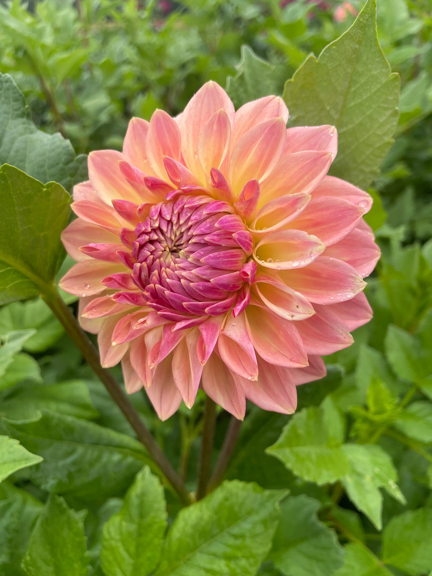 Bloomquist Alan Dahlia Tuber