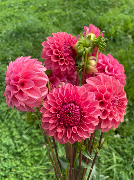 KA's® Keltie Rose Dahlia Tuber