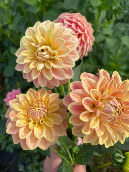 Florelie Fruit Tingle Dahlia Tuber