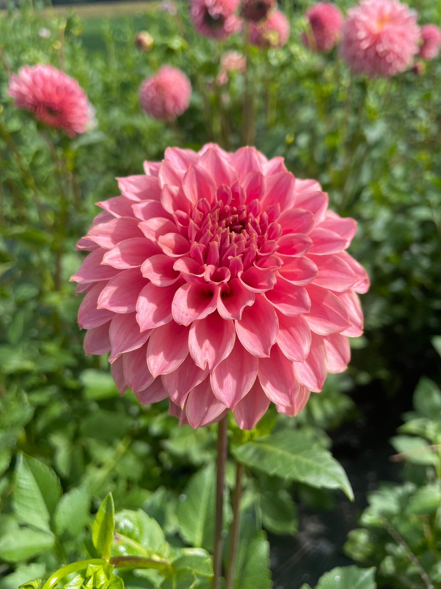 KA® Coral Sea Dahlia Tuber