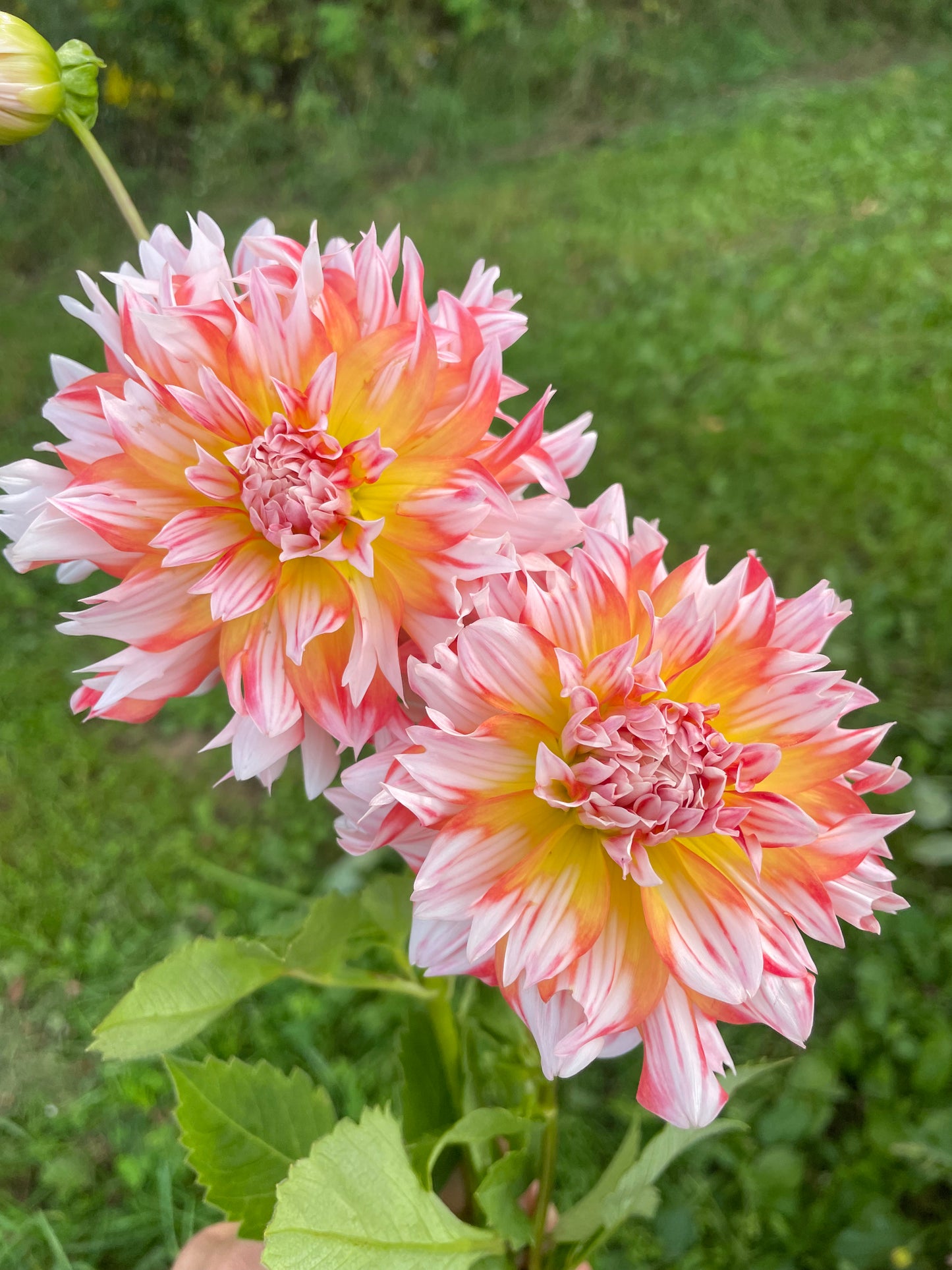 Bloomquist Amazing Dahlia Tuber