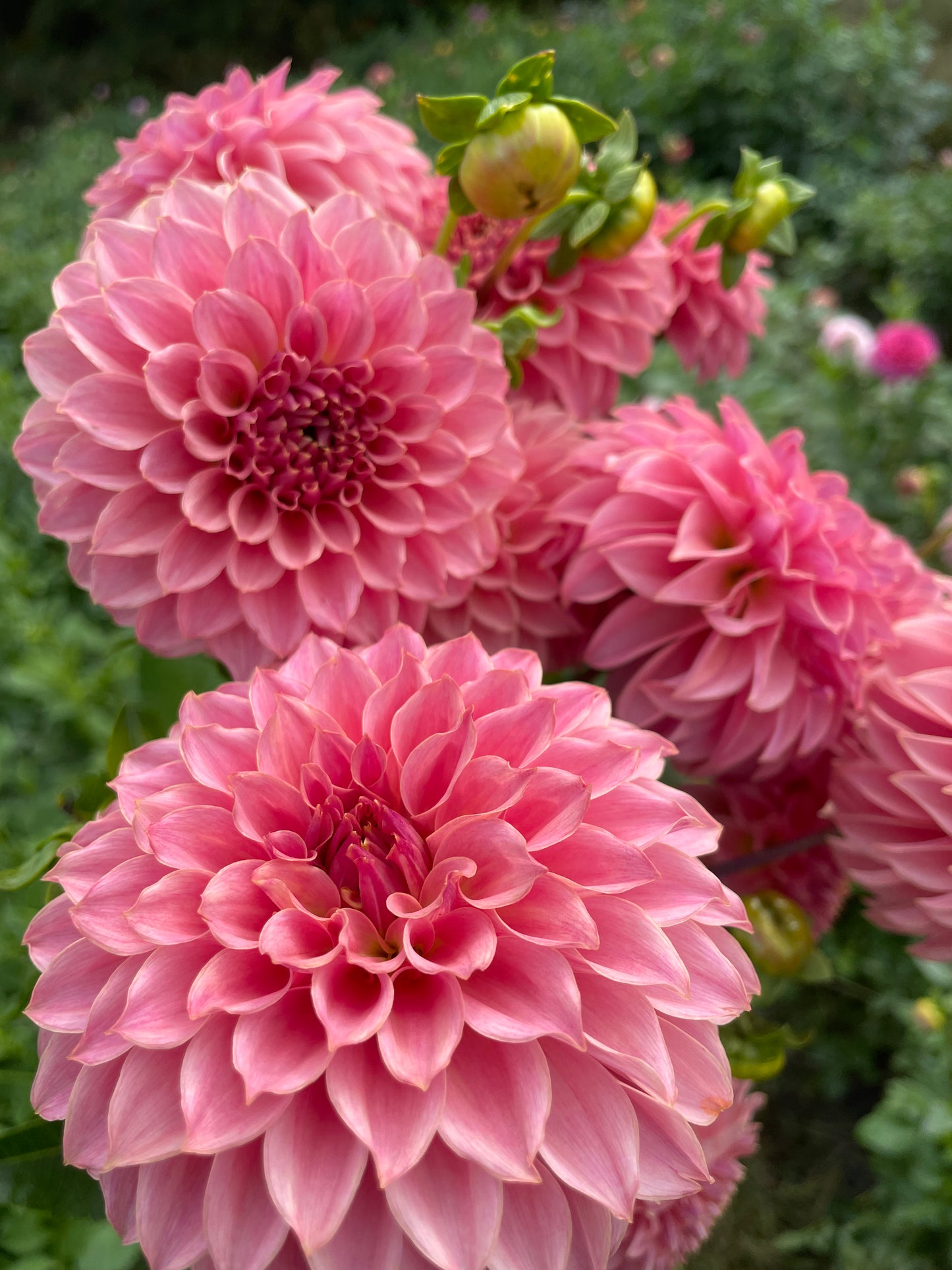 KA® Coral Sea Dahlia Tuber