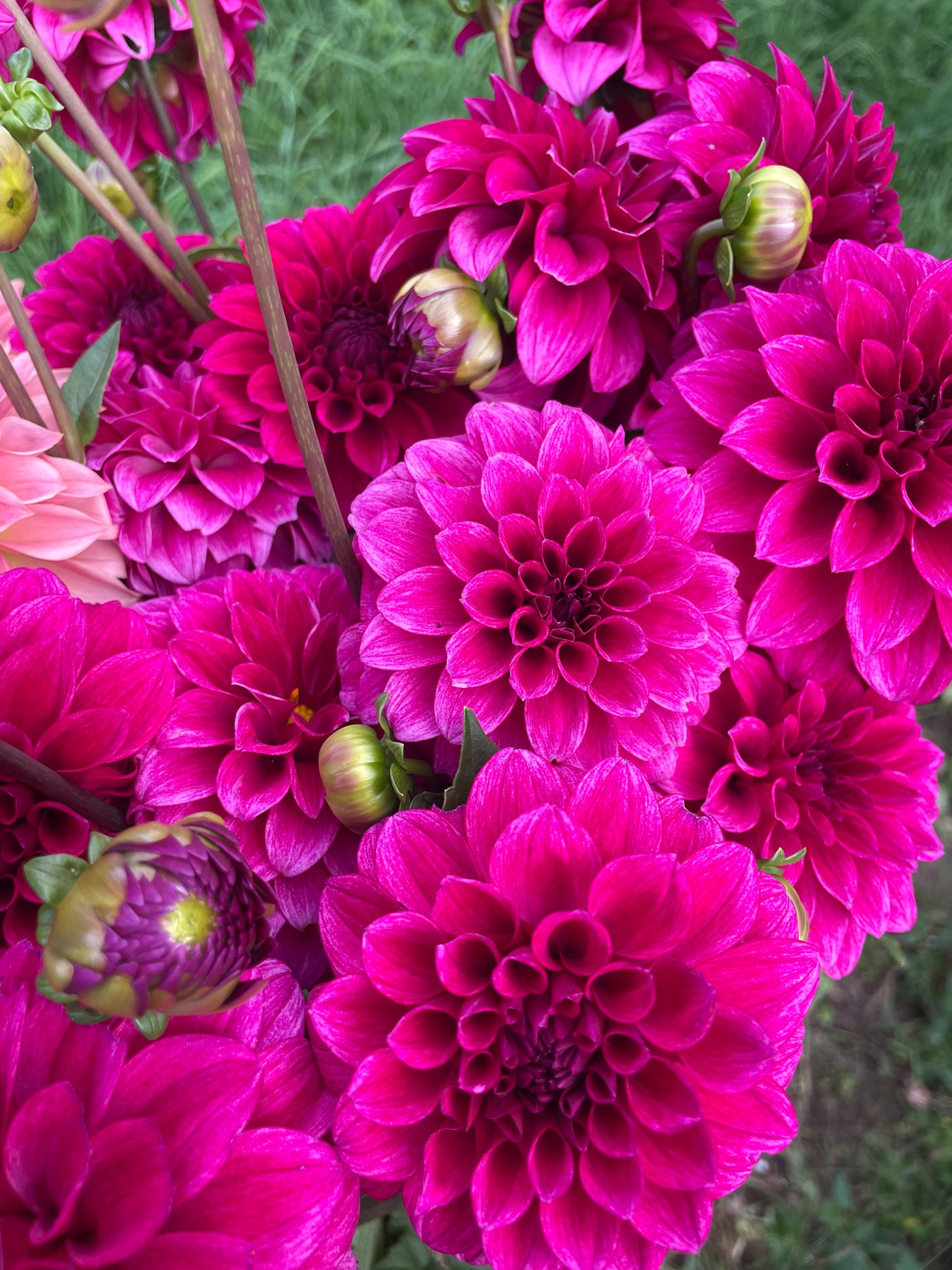 RM Berry Bliss Dahlia Tuber
