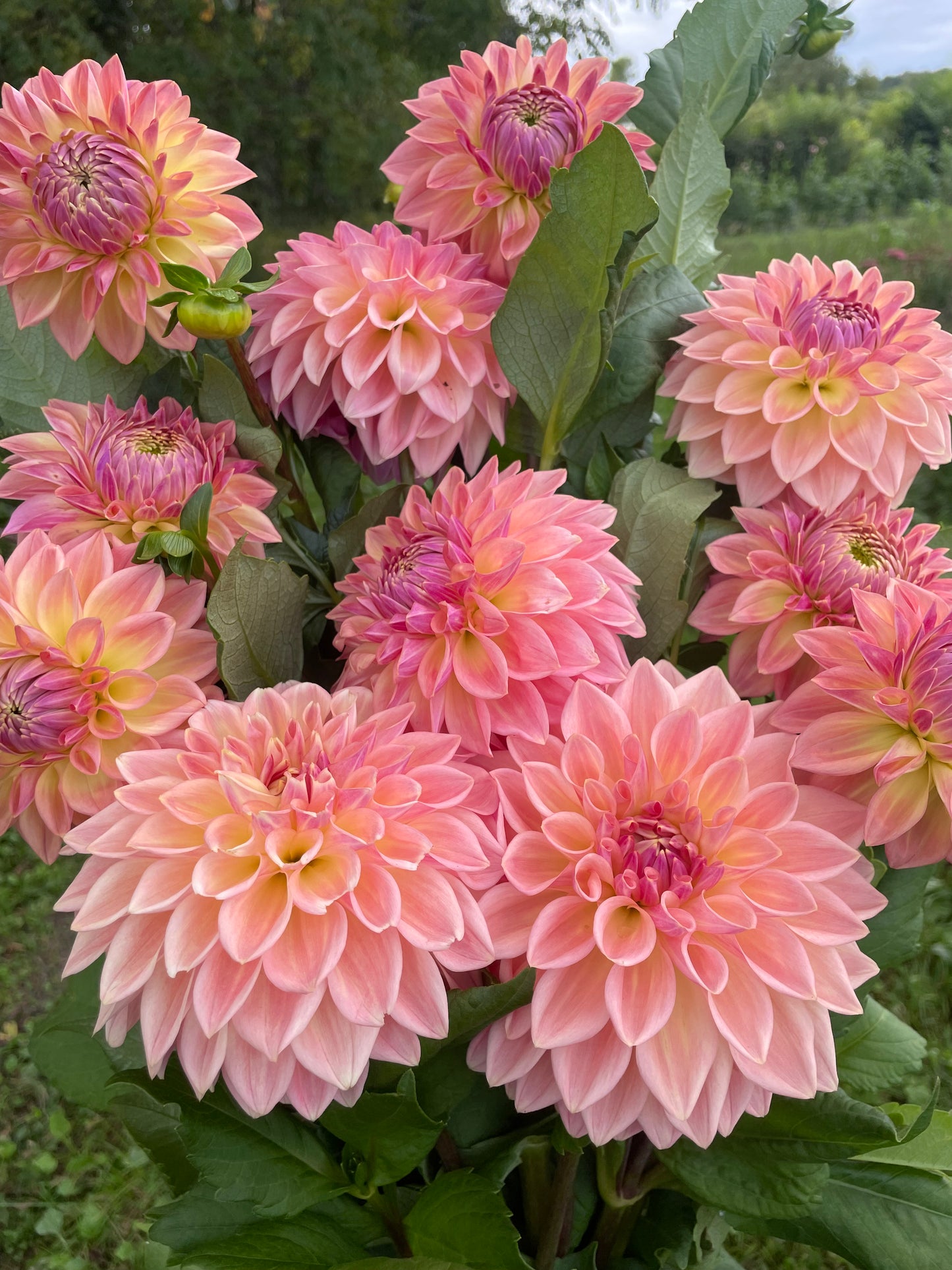Bloomquist Alan Dahlia Tuber