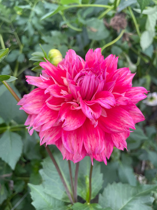 TSUKI-NO-SUZU Dahlia Tuber