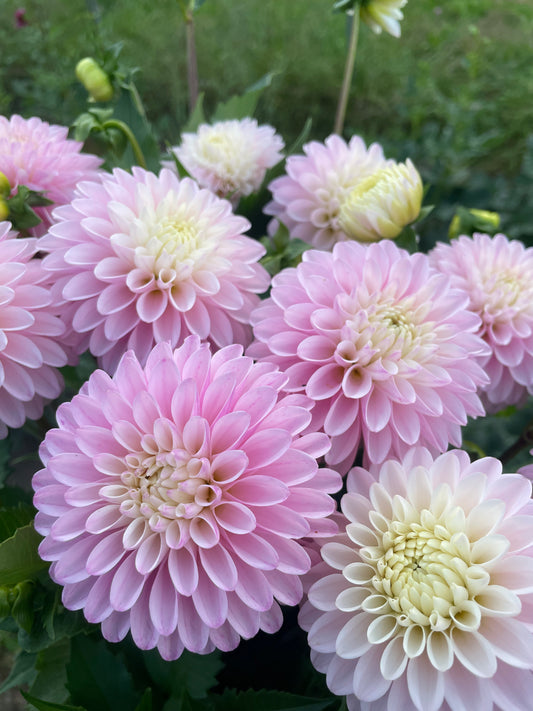 CB Snowshadow Dahlia Tuber