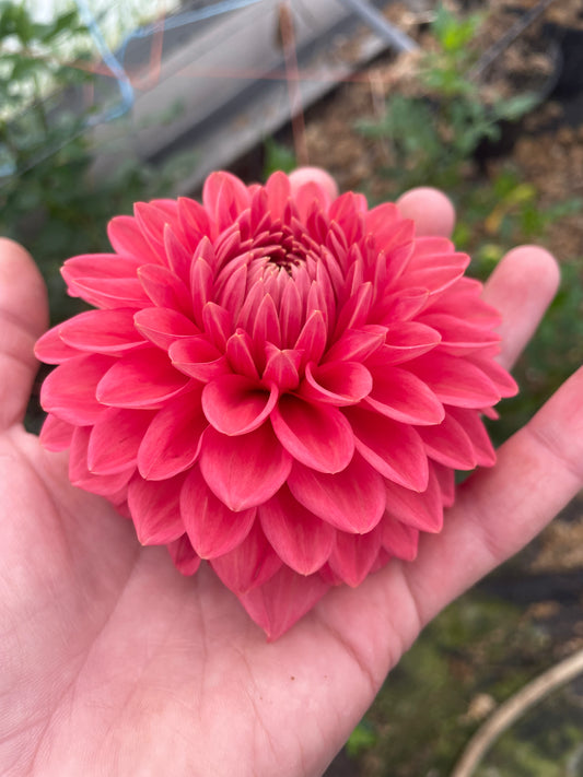 Florelie Paradise Dahlia Tuber