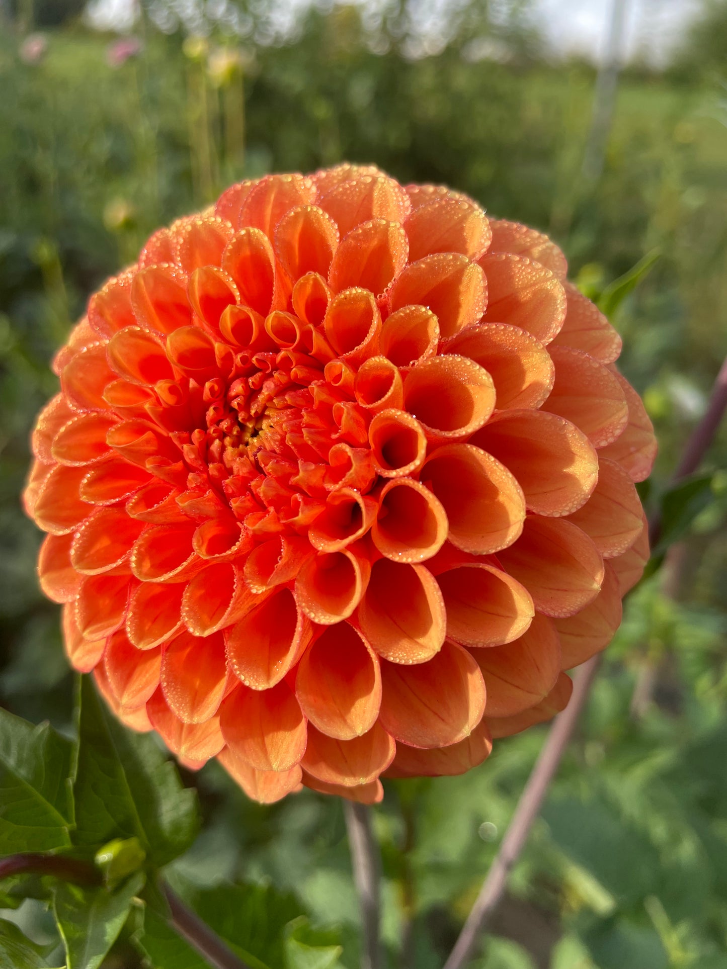 Camano Buz Dahlia Tuber