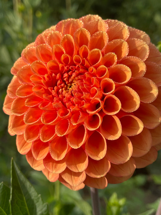 Camano Buz Dahlia Tuber