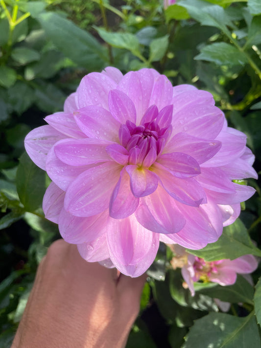 Sandia Shomei Dahlia Tuber
