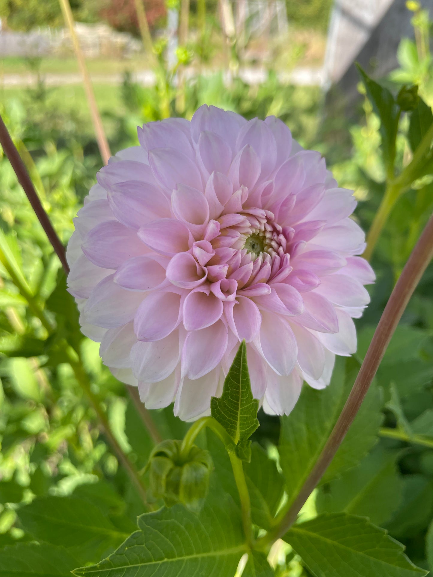 Skeena Glitter Dahlia Tuber