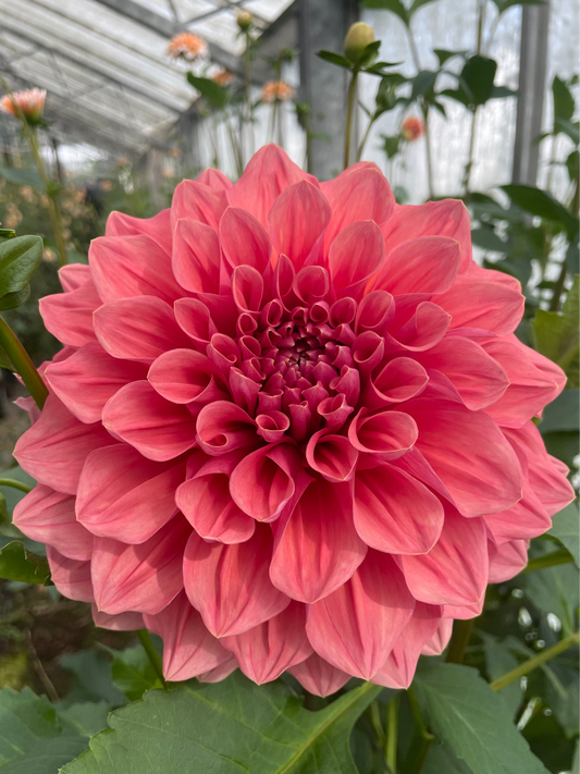 Kiara Marilyn Dahlia tuber