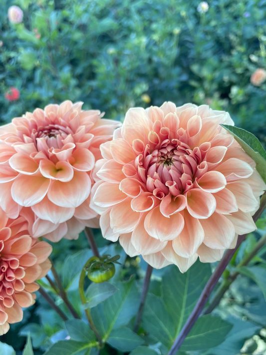 Florelie Nectar Dahlia Tuber