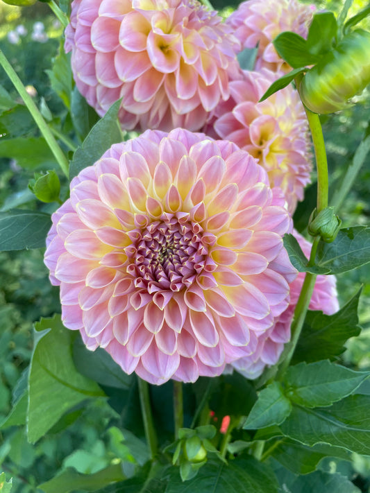 Coorabell Moonglow Dahlia Tuber