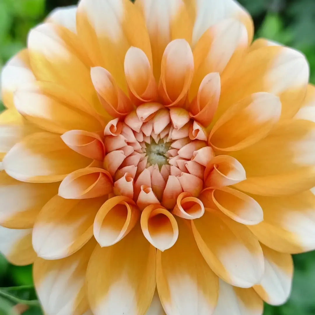 Orange Perception Dahlia Tuber