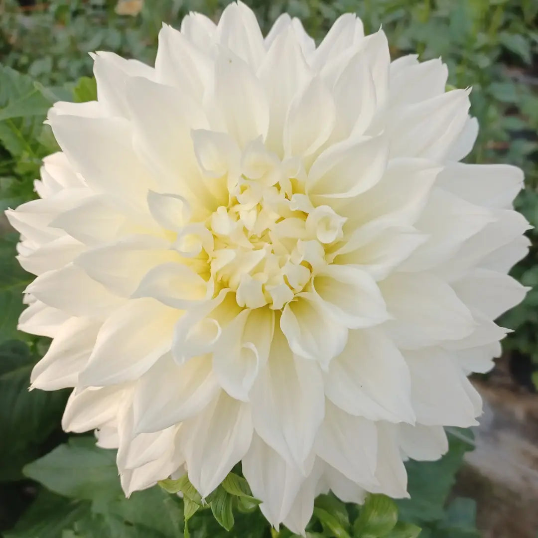 Fleurel Dahlia Tuber