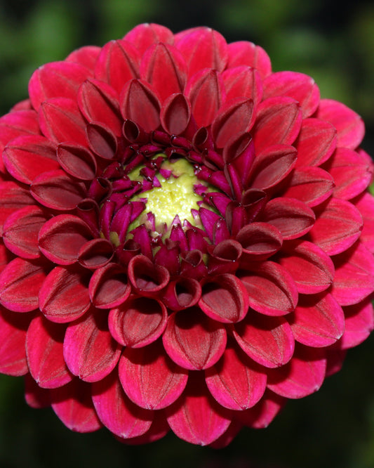 Babette Dahlia Tuber