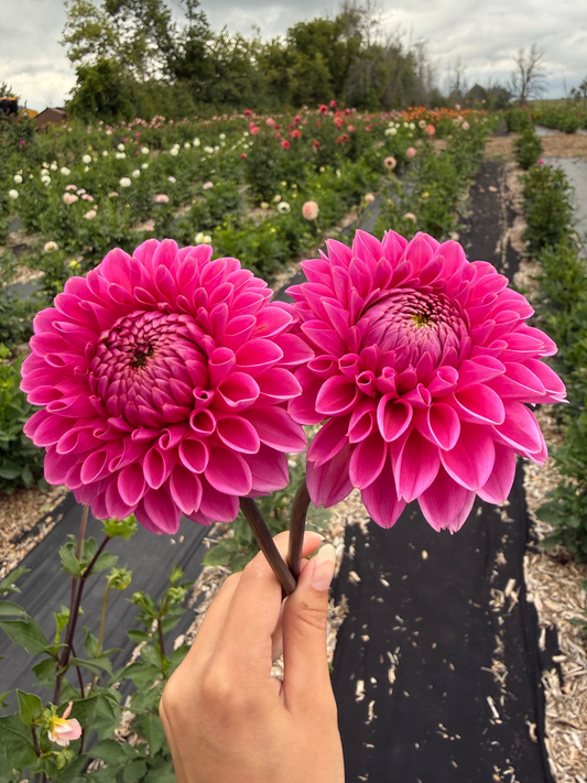 Pink Sylvia Dahlia Tuber